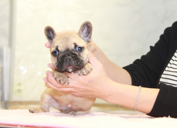 ID:FB847　French Bulldogサムネイル