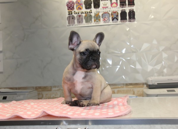 ID:FB857　French Bulldog　サムネイル