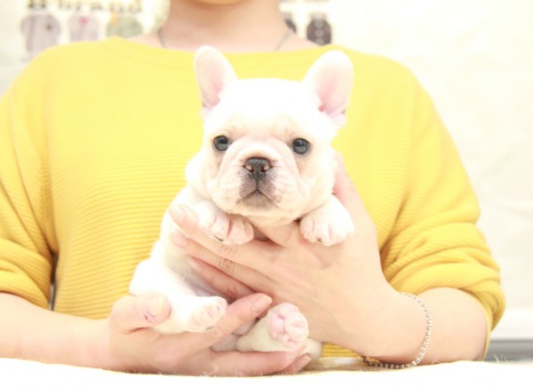 ID:FB860　French Bulldog　サムネイル