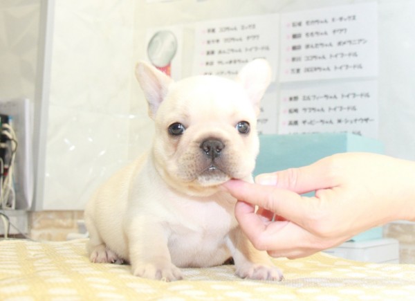 ID:FB862　French Bulldogサムネイル