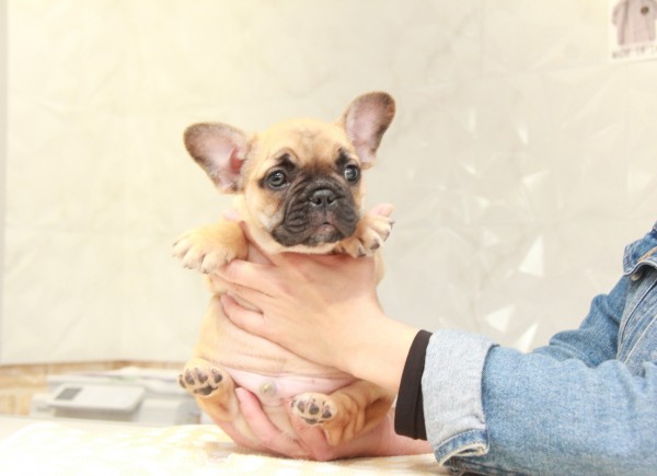 ID:FB863　French Bulldogサムネイル