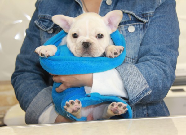 ID:FB849　French Bulldog　サムネイル