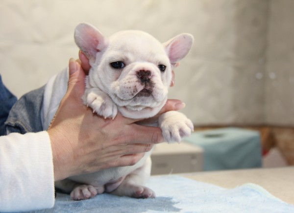 ID:FB850　French Bulldogサムネイル