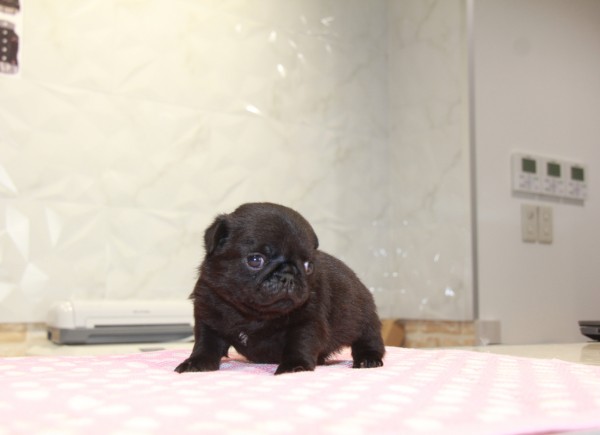 ID:PG477　PUGサムネイル