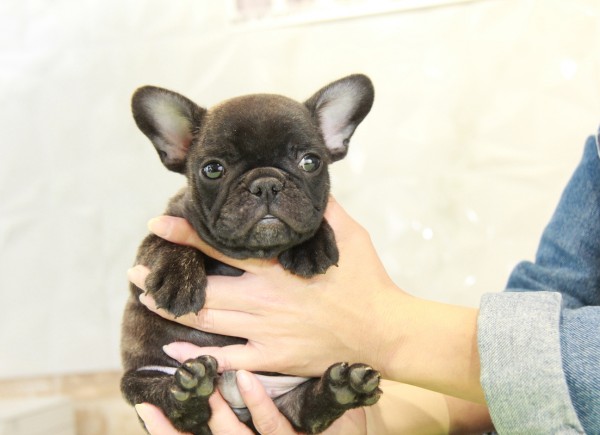 ID:FB869　French Bulldogサムネイル