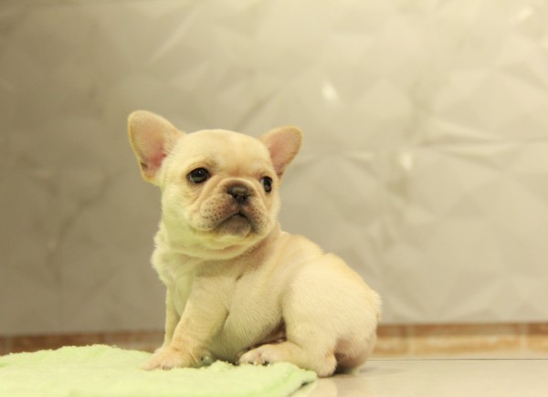 ID:FB868　French Bulldogサムネイル