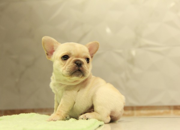 ID:FB868　French Bulldogサムネイル