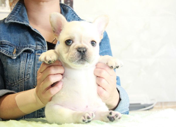 ID:FB867　French Bulldogサムネイル