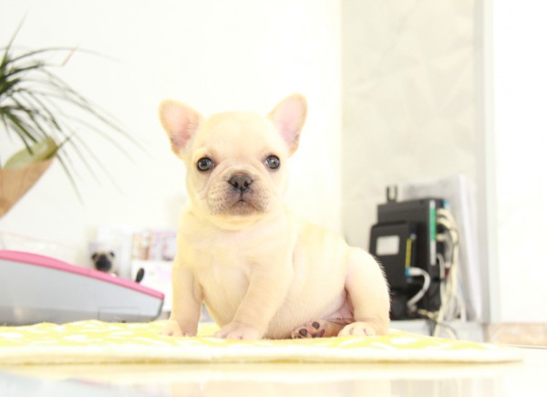 ID:FB870　French Bulldogサムネイル