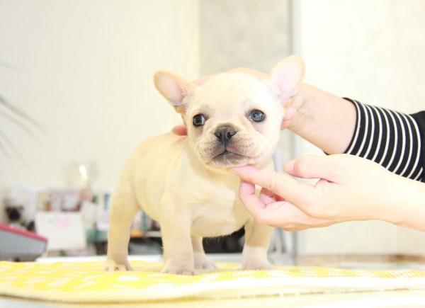 ID:FB871　French Bulldog　サムネイル