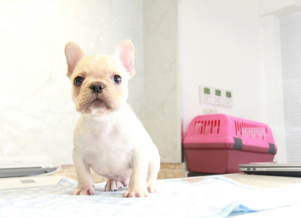 ID:FB873　French Bulldogサムネイル