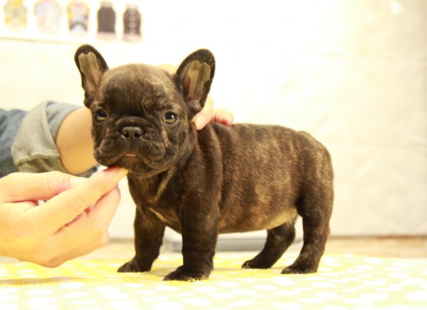 ID:FB875　French Bulldogサムネイル