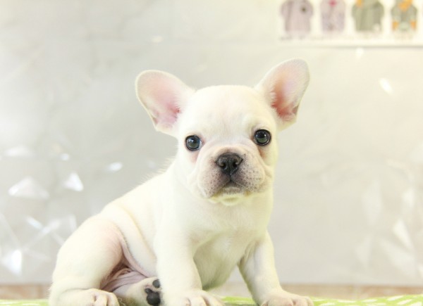 ID:FB866　French Bulldog　サムネイル