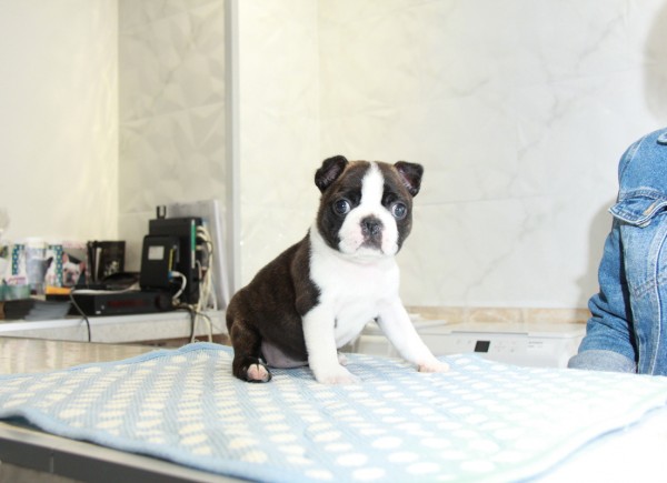 ID:BT245　Boston Terrierサムネイル