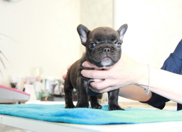 ID:FB877　French Bulldog　サムネイル