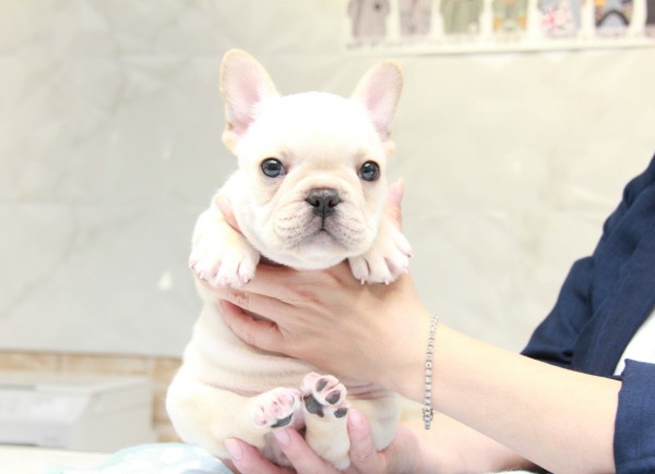 ID:FB879　French Bulldogサムネイル