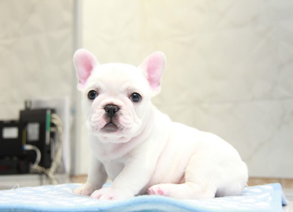 ID:FB885　French Bulldogサムネイル