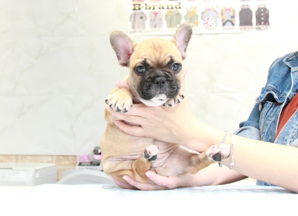 ID:FB886　French Bulldogサムネイル