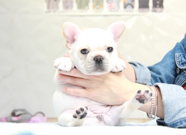 ID:FB887　French Bulldogサムネイル