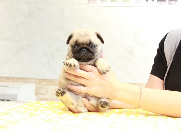 ID:PG482　PUGサムネイル