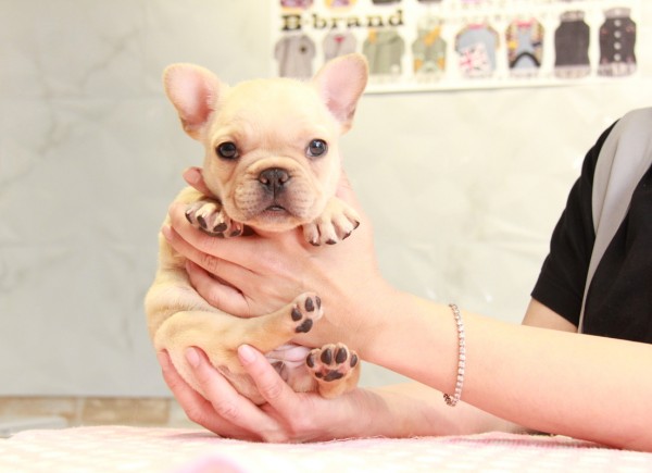 ID:FB891　French Bulldogサムネイル