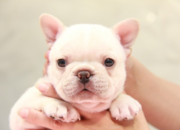 ID:FB880　French Bulldogサムネイル