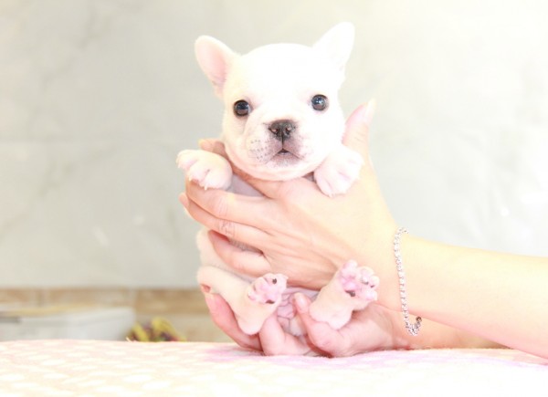 ID:FB881　French Bulldogサムネイル