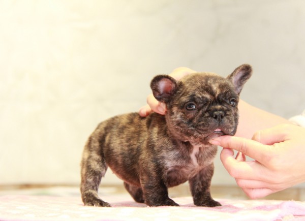 ID:FB882　French Bulldogサムネイル