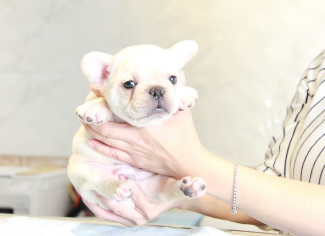 ID:FB884　French Bulldogサムネイル