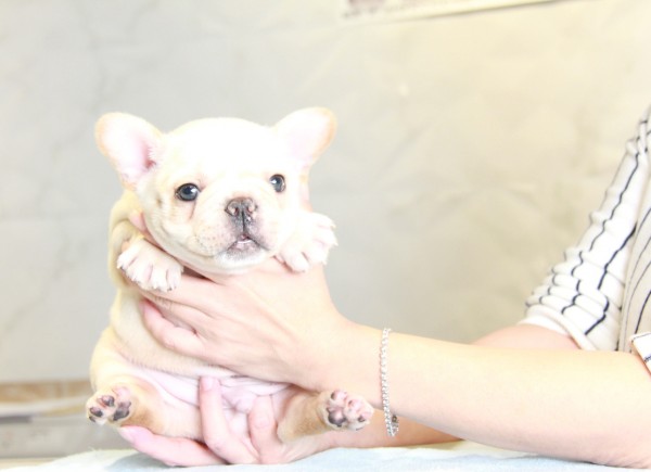 ID:FB883　French Bulldogサムネイル