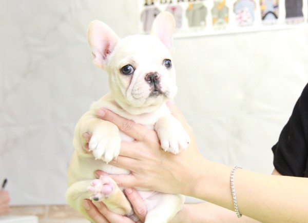 ID:FB895　French Bulldogサムネイル