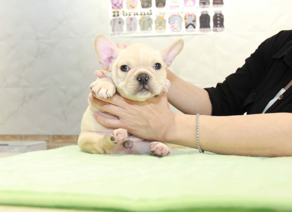 ID:FB897　French Bulldog　サムネイル