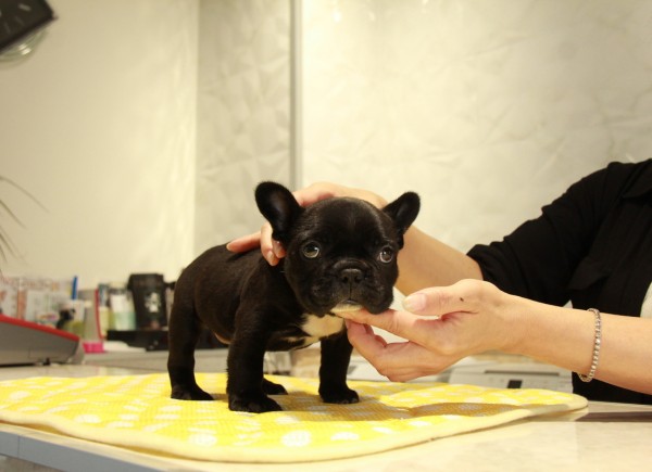 ID:FB898　French Bulldogサムネイル