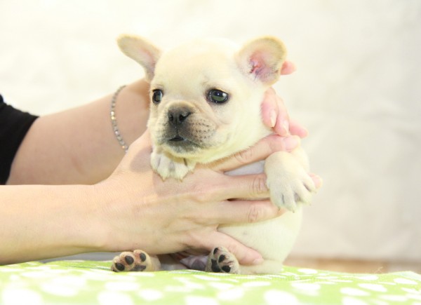 ID:FB899　French Bulldogサムネイル
