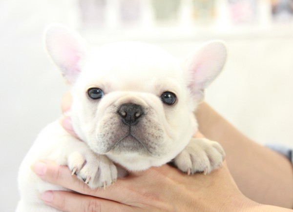 ID:FB902　French Bulldog　サムネイル