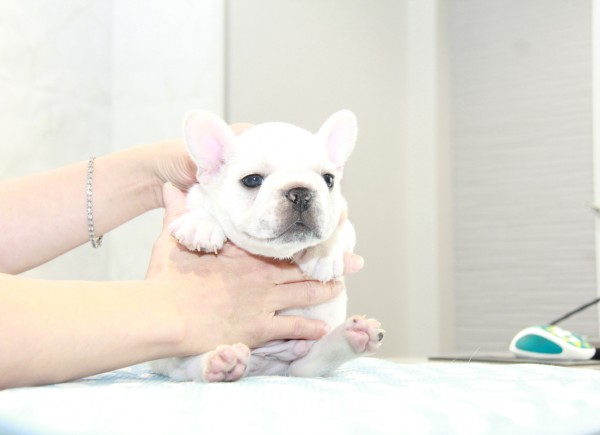 ID:FB903　French Bulldogサムネイル