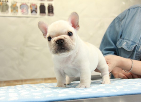 ID:FB901　French Bulldogサムネイル