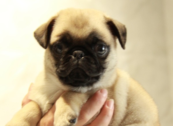 ID:PG488　PUGサムネイル