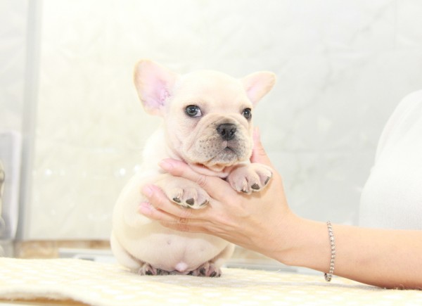 ID:FB907　French Bulldogサムネイル