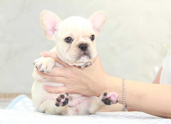 ID:FB905　French Bulldogサムネイル