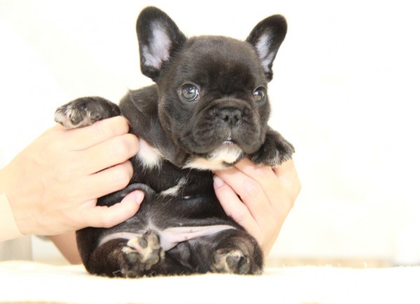 ID:FB906　French Bulldog　サムネイル