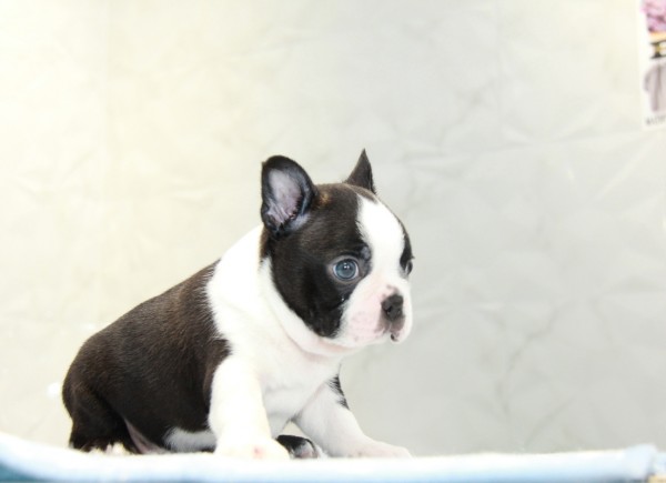 ID:BT262　Boston Terrierサムネイル