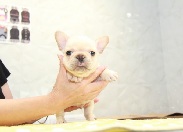 ID:FB908　French Bulldogサムネイル