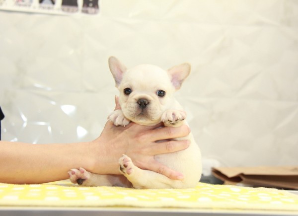 ID:FB909　French Bulldogサムネイル