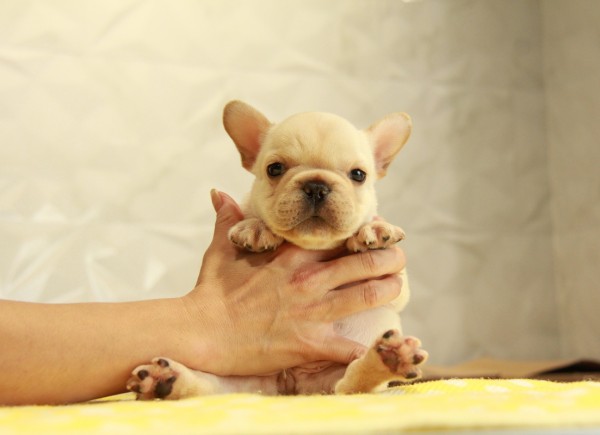 ID:FB910　French Bulldogサムネイル