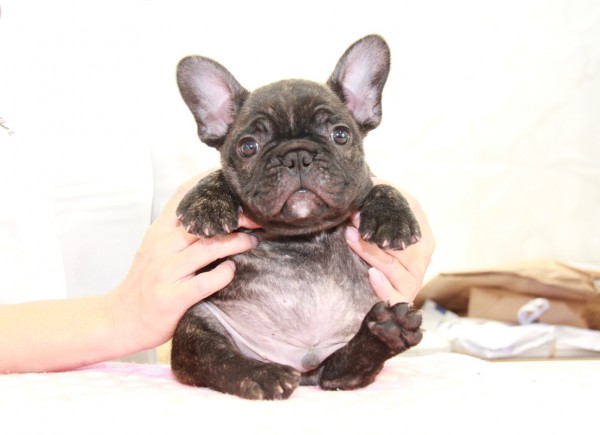 ID:FB911　French Bulldogサムネイル