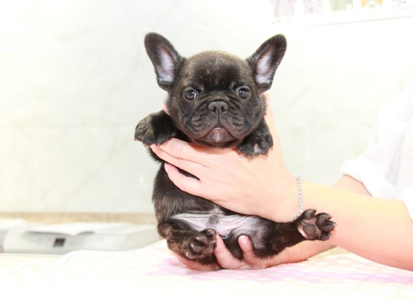 ID:FB912　French Bulldogサムネイル