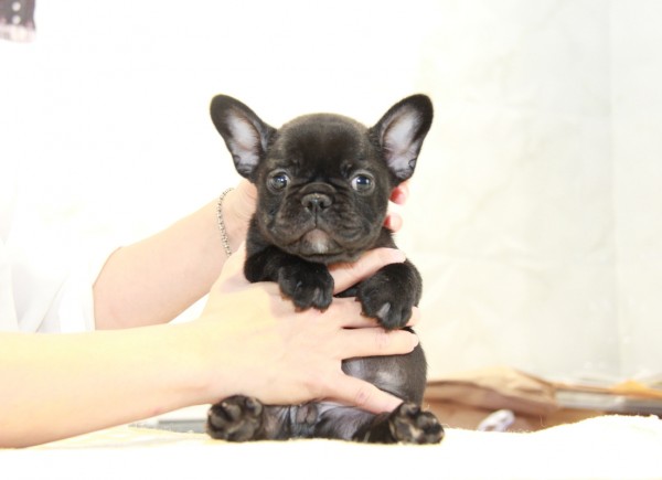 ID:FB913　French Bulldogサムネイル