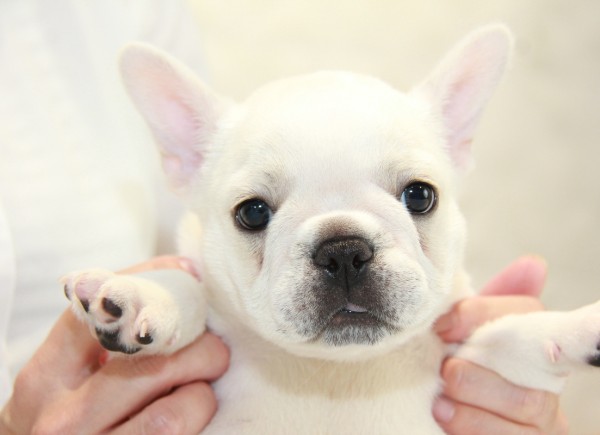 ID:FB914　French Bulldogサムネイル