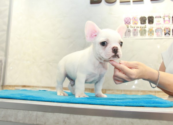 ID:FB904　French Bulldog　サムネイル